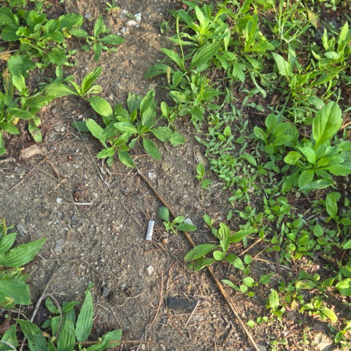  용인시.동네.쓰레기.플로깅