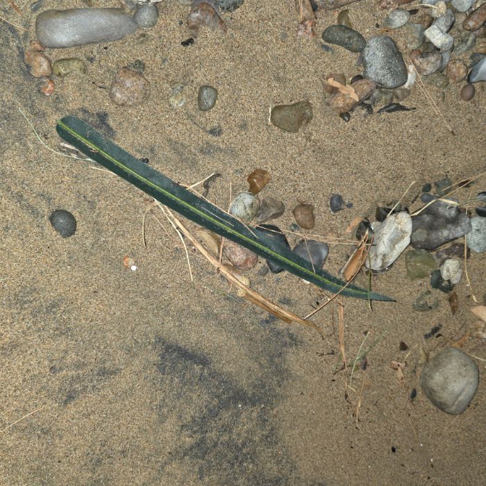  영덕군.동네.쓰레기.플로깅