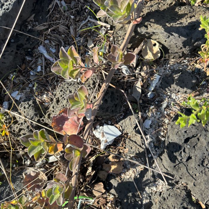  서귀포시.동네.쓰레기.플로깅