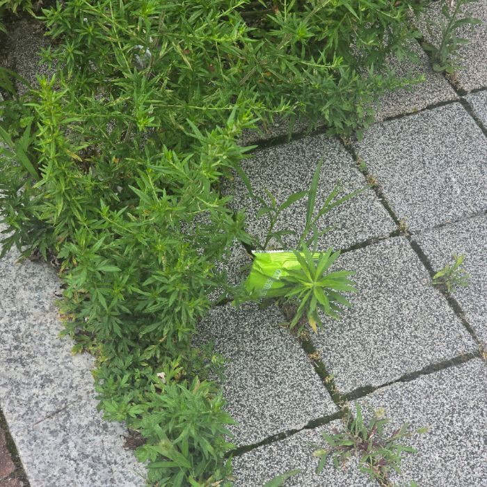 창원시.동네.쓰레기.플로깅